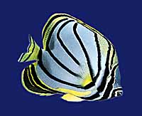 [seafood]